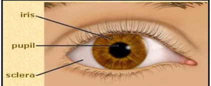 Figure 2.2: Iris Based Matching Technique 