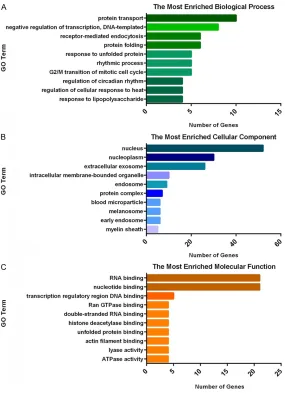 Figure 2. Function analysis of differentially expressed mRNAs (top 10), (A) is the most enriched biological process, (B) is the most enriched cellular com-ponent and (C) is the most enriched molecular function.