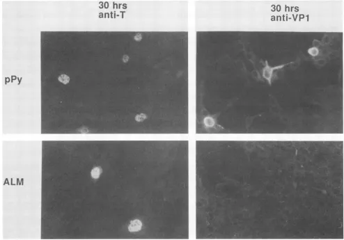 TABLE 1. Transformation of F-111 cells by pPy and ALM'