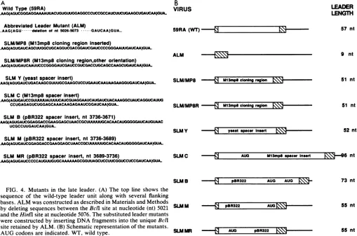FIG. polyA+ wiith pPy or ALMials and Methodsandvirallifferent amounts(relativeDNA.toplasmiclized with early orlate 3