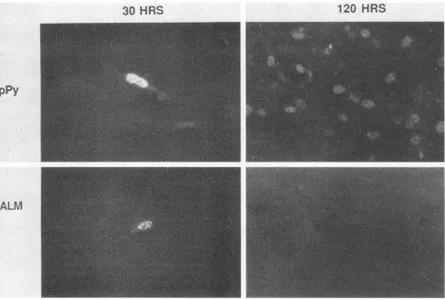 FIG. 5.genomeswere Burst assay to test ALM for viability. Plasmid DNAs from pPy (wild type) and ALM were cut with BamHI, and polyomavirus were recircularized with DNA ligase and transfected by the DEAE-dextran method into mouse 3T3 cells