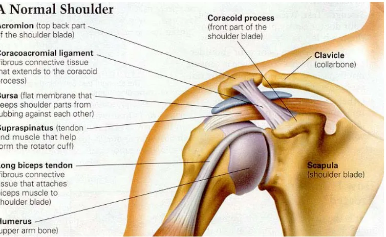 Figure 1 Shoulder anatomy  