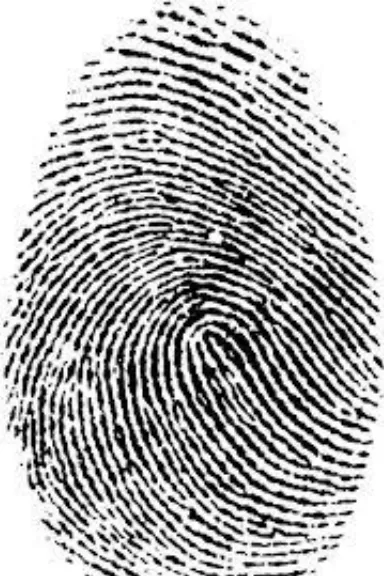 Figure 1.2 Image of Fingerprint 