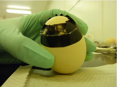 Figure MM-3. Tape around the egg and cut between the tape. 
