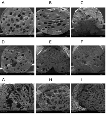 Figure 2-2: SEM images of extruded starch – air dry(A), fast exchange(B), and slow exchange(C).Extruded starch cross-linked with EPI – air dry (D), fast exchange (E), and slow exchange (F)