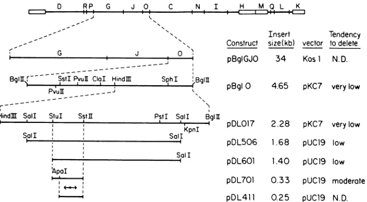 FIG.1.repeatedonlytendencywhichClaI,sequence. Restriction enzyme cleavage map of the region surrounding oriL2