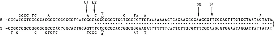 FIG. 6.68-bp DNA sequence of the insert of pDL701. One strand, reading 5' to 3', of the HSV-2 sequence contained in pDL701 is shown