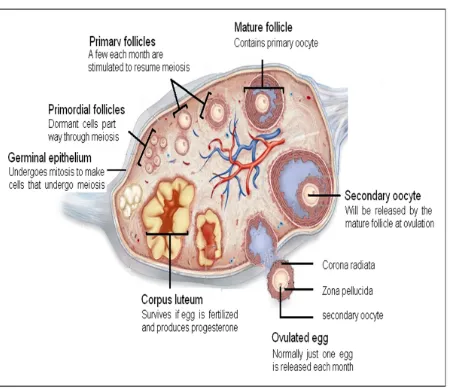 Figure 1 : Anatomy of ovary 