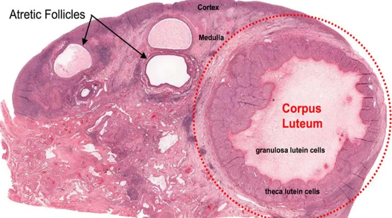Figure 3 : Histology of Graffian follicle 