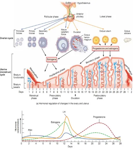 Figure 5 : Physiology of menstruation 