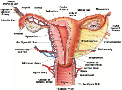 Figure-6:Female reproductive system