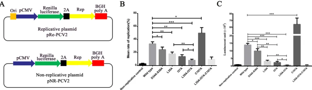 FIG 8 Effect of mutations on the helicase and ATPase activities of full-length Rep protein