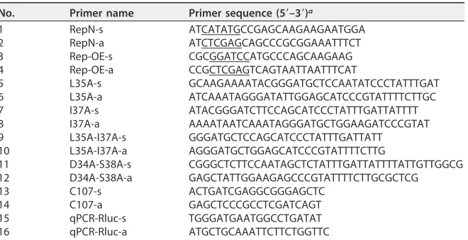 FIG 10 A model of Rep-Rep= complex binding to the PCV replicating genome. The Rep and Rep= proteinsinteract with each other by their N-terminal domains (dark cyan)