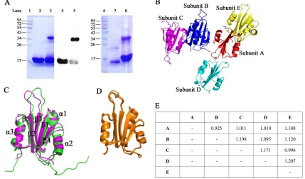FIG 1 Protein expression and crystal structure. (A) Puriﬁed RepN protein was mixed with 2� SDS loading buffer containing 0.1 M DTTand then heated to 100°C for 10 min (lane 2)