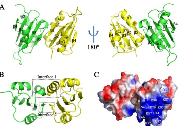 FIG 4 Stereoscopic view of interfaces 1 and 2. The residues participating in intermolecular H bonds in interface 1(A and B) and interface 2 (D and E) are shown as sticks