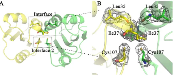 FIG 5 Intermolecular H bonds and hydrophobic interactions in a two-dimensional view. Residues participating in H bonds are modeled in a ball-and-stick style.The green dashes represent intermolecular hydrogen bonds, and distances (in angstroms) between atom