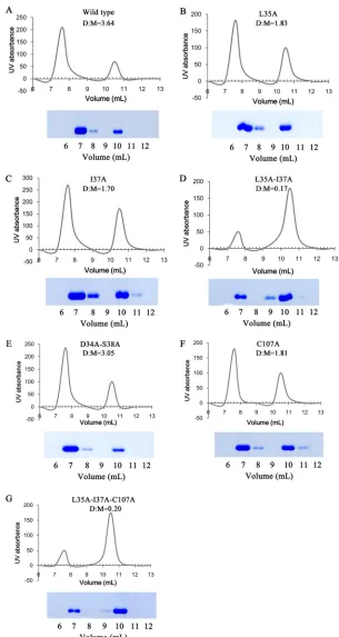 FIG 7 Analysis of protein interaction by mutagenesis. A series of mutations was introduced into theprotein was estimated by calculating the area under each peak in the chromatograms, and the ratio4 mg/ml, and loaded onto a Superdex 75 column