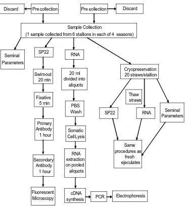Figure 1. Basic schematic of methods for collecting, processing and analyzing semen 