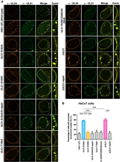 FIG 9 Effects of mutation(s) in UL51 on the localization of UL31 and UL34 in HaCaT cells