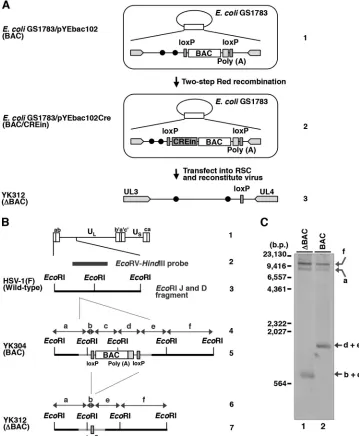 FIG 1 Strategy to construct a self-excisable HSV-1(F) BAC clone. (A) Lines 1 and 2, schematic diagrams of E