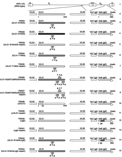 FIG 2 Schematic diagrams of the genome structure of HSV-1(F) and recombinant viruses used in this study