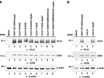 FIG 3 Effects of mutation(s) in UL51 on the steady-state expression levels of UL51. (A) HaCaT cells wereHSV-1(F) (lane 2), YK638 (ΔUL51) (lane 3), or YK639 (ΔUL51-repair) (lane 4) at an MOI of 5 and analyzed asmock infected (lane 1) or infected with wild-t