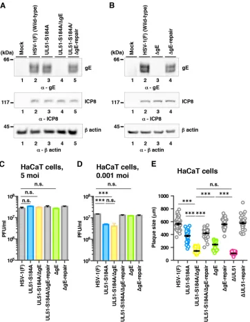 FIG 6 Effects of null mutation in gE on viral replication and cell-to-cell spread of UL51 mutant virus