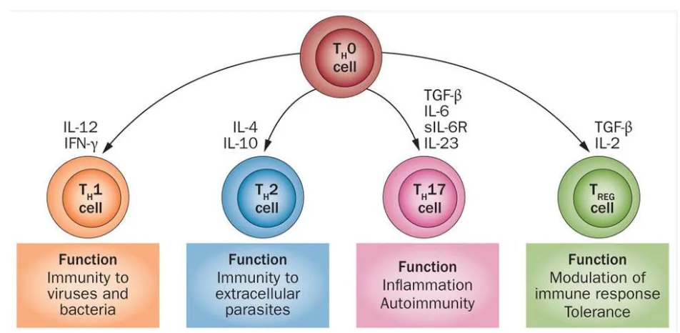 Figure 1: Subdivisions of the T helper response and its respective functions, Adapted from IL-6 biology: implications for clinical targeting in rheumatic disease(41) 