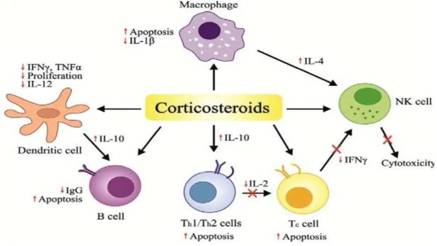 Figure 4: Mechanism of action of corticosteroids in tuberculosis (Adapted from Novel Adjunctive Therapies for the Treatment of Tuberculosis 