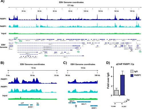 FIG 1 PARP1 binds speciﬁc sites across the Epstein-Barr virus genome. (A) Chromatin immunoprecipitation sequencing (ChIP-seq) for PARP1 across the EBVgenome in lymphoblastoid cell lines (LCLs) in two biological replicates compared with background input DNA