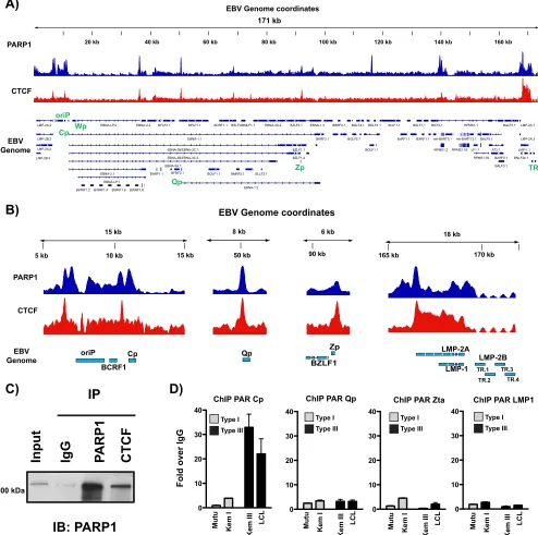 FIG 2 PARP1 colocalizes with CTCF across the Epstein-Barr virus genome. (A) ChIP-seq for PARP1 and CTCF across the EBV genome in LCLs demonstratingwidespread colocalization