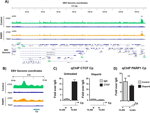 FIG 3 PARP inhibition alters CTCF binding across the Epstein-Barr virus genome. (A) ChIP-seq for CTCF across the EBV genome in untreated or olaparib-treated(PARPi) LCLs and respective input DNA