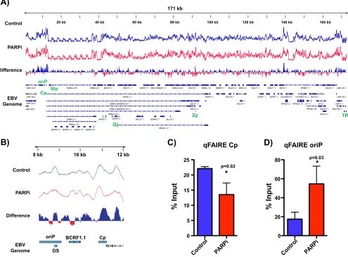 FIG 4 PARP inhibition results in more tightly packed chromatin at the Cp promoter. (A) Formaldehyde-assisted isolation of regulatory element sequencing(FAIRE-seq) to assess chromatin accessibility across the EBV genome in LCLs before (control; blue track) 