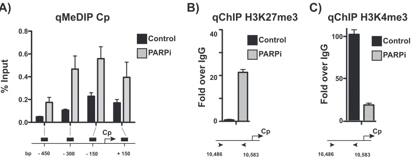 FIG 5 Active chromatin landscape at the Cp promoter is repressed after PARP inhibition