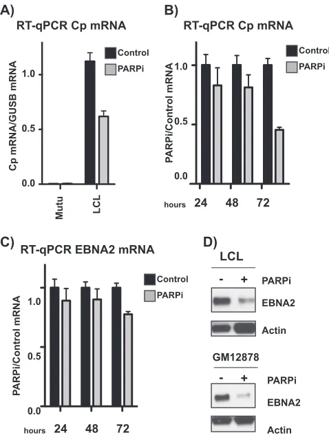 FIG 6 PARP inhibition alters the Epstein-Barr virus latency phenotype, reﬂecting a transition to type Ilatency