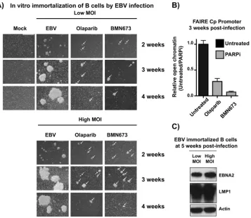 FIG 7 PARP inhibition represses Epstein-Barr virus-mediated immortalization and transformation of primary B cells.