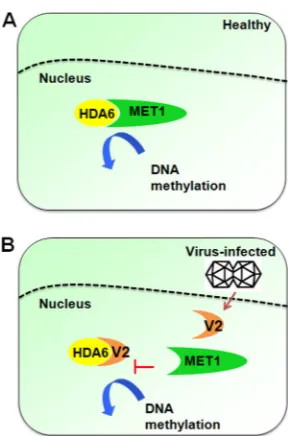 FIG 8 Proposed model for the NbHDA6-V2 interaction in regulation of methylation-mediated TGS duringgeminivirus infection