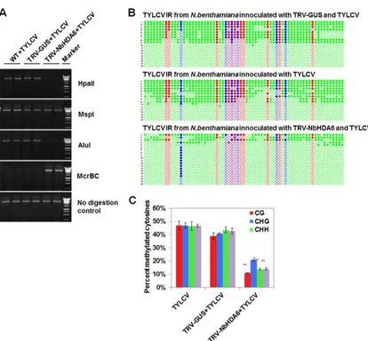 FIG 6 NbHDA6 positively regulated the cytosine methylation of TYLCV. (A) Analysis of DNA methylation of the TYLCV genome bymethylation-sensitive PCR