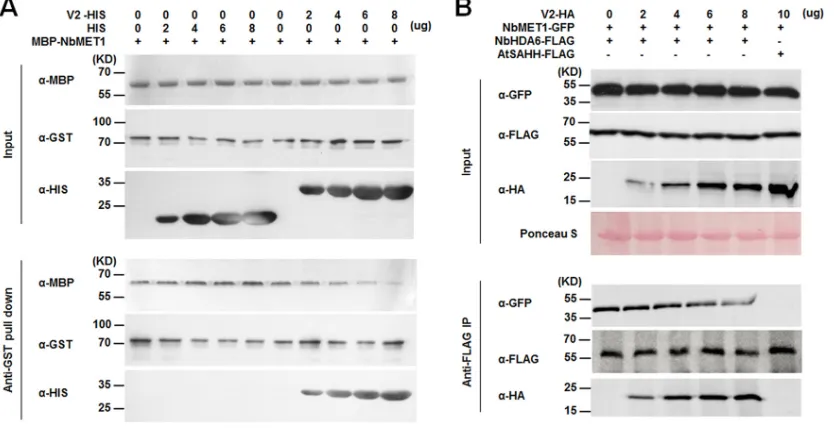 FIG 7 V2 competes with NbMET1 for direct binding to NbHDA6. (A)coexpressed indetected by immunoblotting with the indicated antibodies