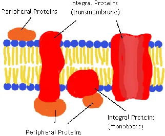 Figure 1.01 Schematic structure of a phospholipid and lipid bilayer. C, H, O N, P atoms are colored grey, pale blue, red, blue and yellow, respectively