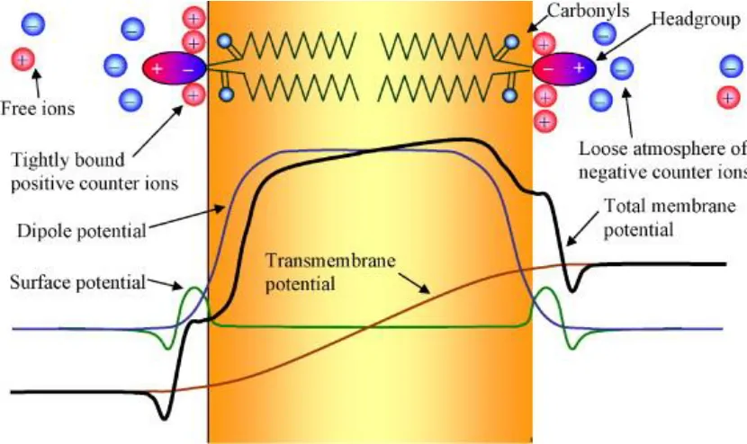 Figure 1.05 Schematic profile of the electrostatic potential across typical lipid bilayer and its decomposition into three major components adapted from [3]