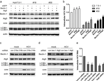 FIG 7 miR-216a-5p and miR-216b-5p interfered with host autophagy to inhibit HCV infection