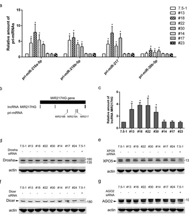FIG 9 Corresponding pri-miRNAs were upregulated in lentiviral-vector-transduced cell clones