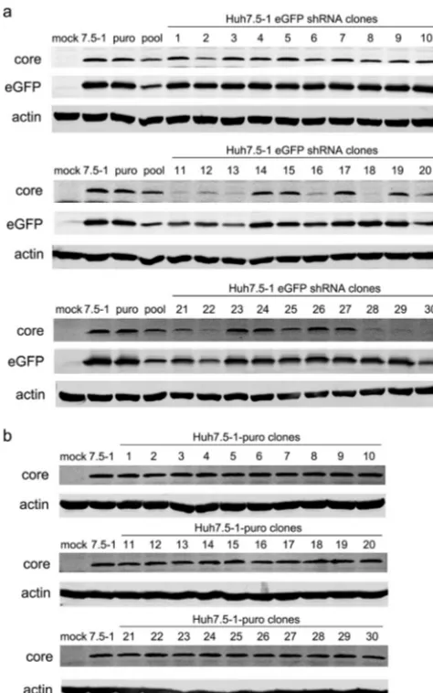 FIG 2 Stable transduction of Huh7.5-1 cells with lentiviral shRNA vectors targeted to eGFP and stabletransfection of Huh7.5-1 cells with a plasmid expressing the puromycin resistance gene