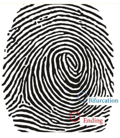 Figure 1: Elements of fingerprint 