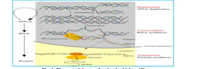 Fig. 1: The central dogma of molecular biology [3] 