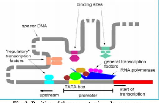 Fig. 2: Position of the promoter in a dna sequence.  