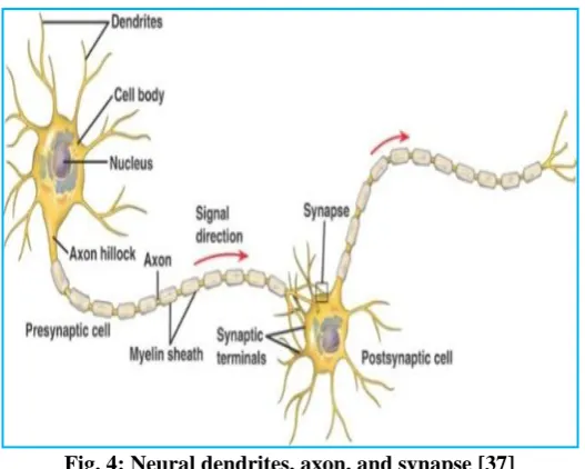 Fig. 4: Neural dendrites, axon, and synapse [37] 