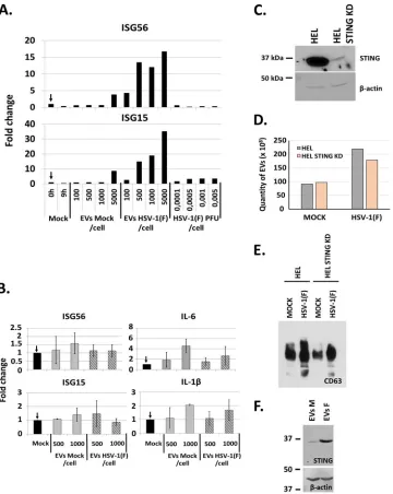 FIG 5 EVs derived from STING-knockdown (STING-KD) HEL cells failed to activate innate immune responses inquantiﬁcation of ISG56 and ISG15 transcripts was done by qPCR analysis