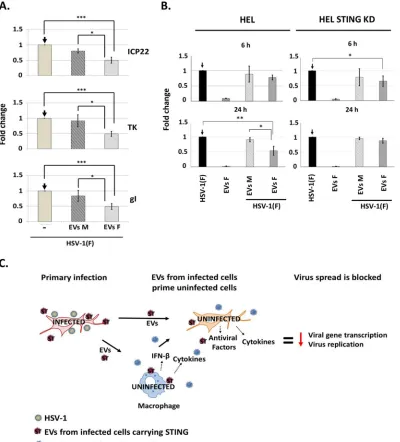 FIG 7 EVs derived from infected cells blocked HSV-1 infection. (A) HEL cells were exposed to EVs (500 EVs/cell) derived from0.0004 (Mock versus EVs F) andin the left panel except that the HEL cells were exposed to EVs derived from the STING-KD HEL cells